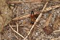 Opisthopsis_ZZ632_D5542_Z_90_Lake Broadwater_Australie